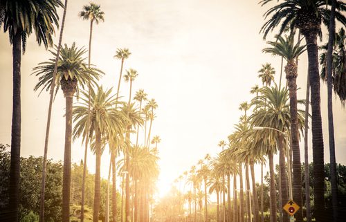 Palm trees in Los Angeles