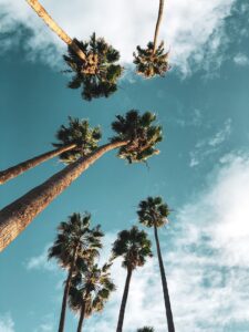 looking up from the bottom of palm trees in los angeles